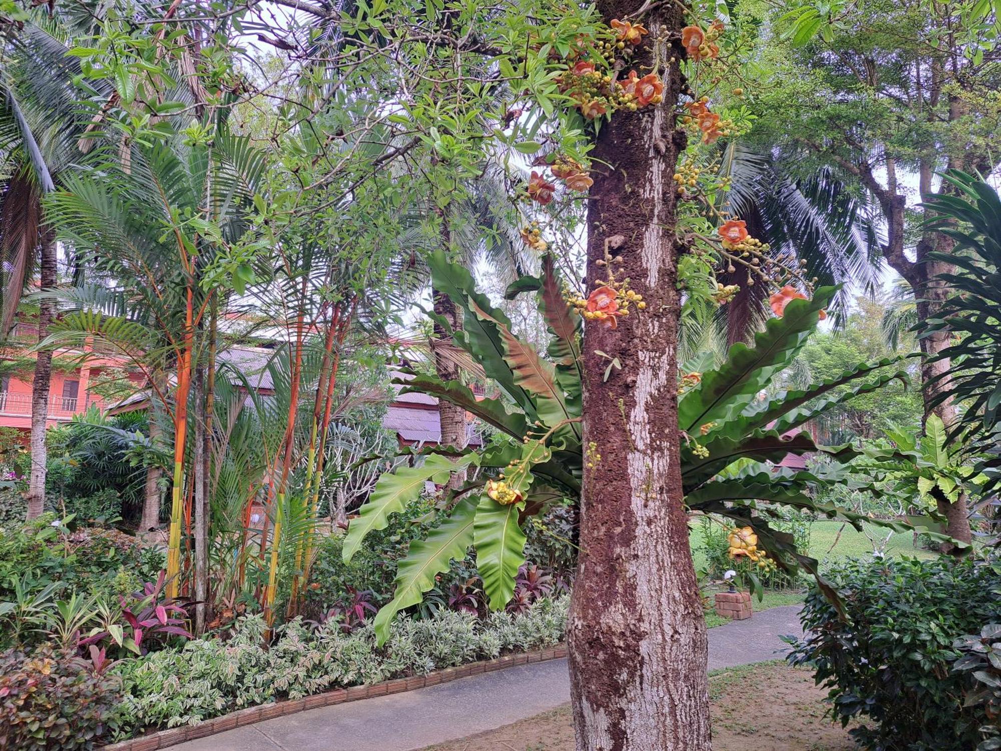 Jasmin Resort - Sha Plus Khao Lak Bilik gambar